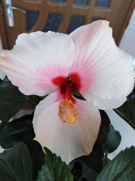  - HIBISCUS 2021