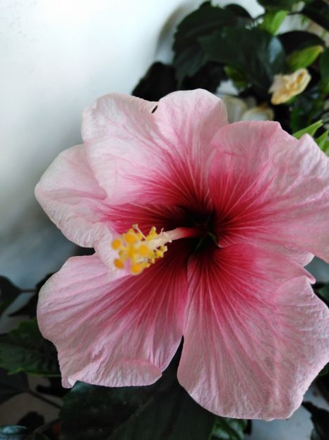  - HIBISCUS 2021