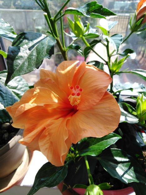  - HIBISCUS 2021