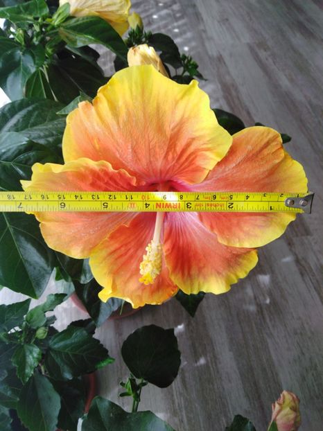  - HIBISCUS 2021
