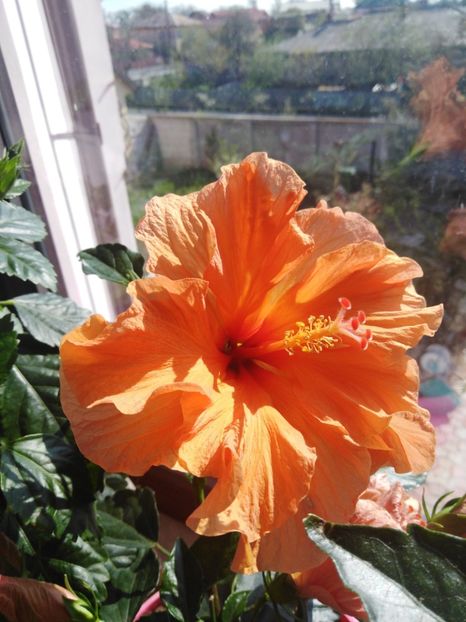 - HIBISCUS 2021