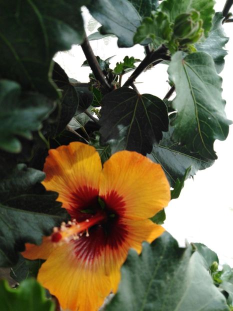  - HIBISCUS 2021