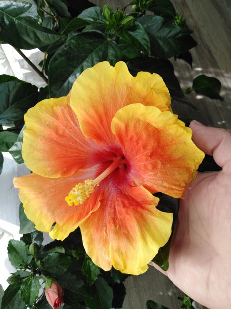  - HIBISCUS 2021