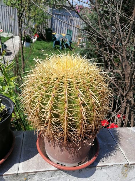 - Adenium Hoya si alte plante suculente