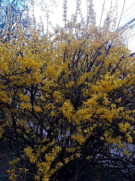 PSX_20210424_232840 - Primăvara 2021