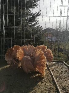  - galben