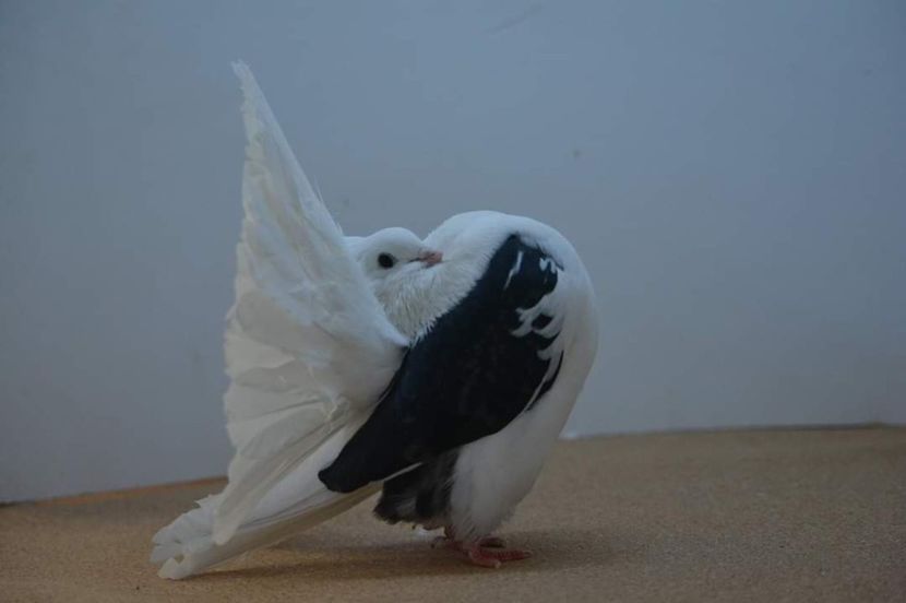 received_459399674946464 - capace colorate