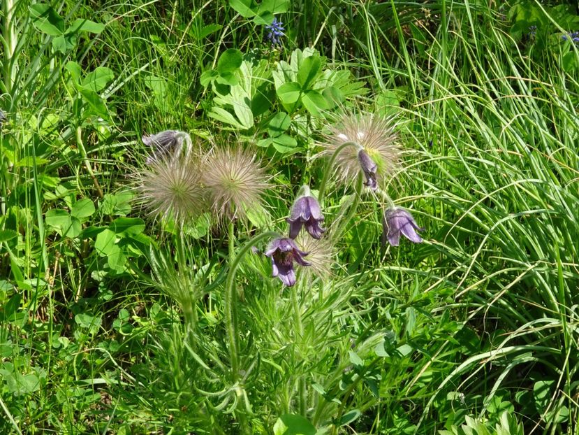  - Gradina Botanica de Florii Bucuresti 2021