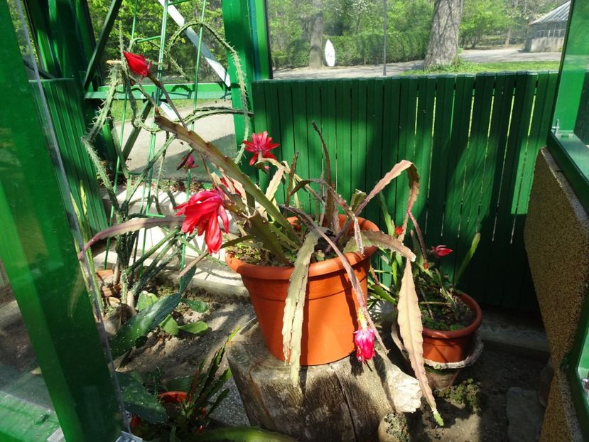  - Gradina Botanica de Florii Bucuresti 2021