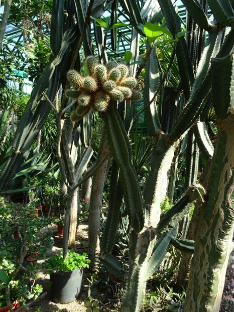  - Gradina Botanica de Florii Bucuresti 2021