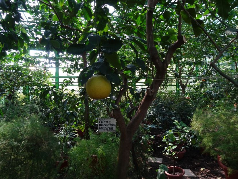  - Gradina Botanica de Florii Bucuresti 2021