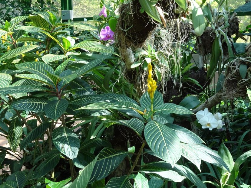  - Gradina Botanica de Florii Bucuresti 2021