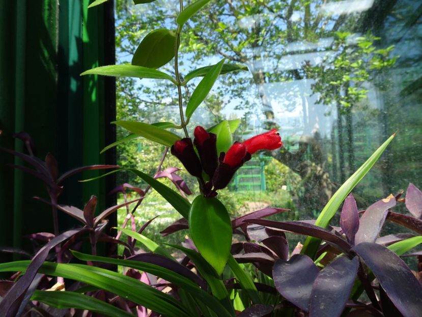  - Gradina Botanica de Florii Bucuresti 2021