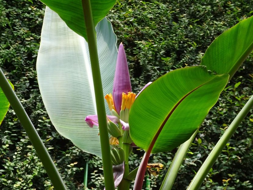  - Gradina Botanica de Florii Bucuresti 2021