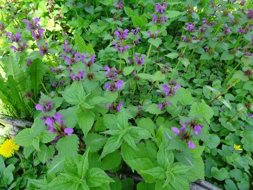  - Gradina Botanica de Florii Bucuresti 2021