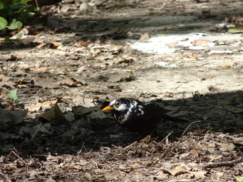  - Gradina Botanica de Florii Bucuresti 2021