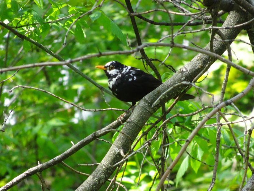  - Gradina Botanica de Florii Bucuresti 2021