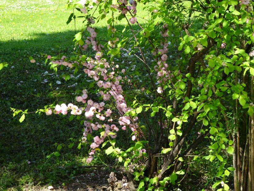  - Gradina Botanica de Florii Bucuresti 2021