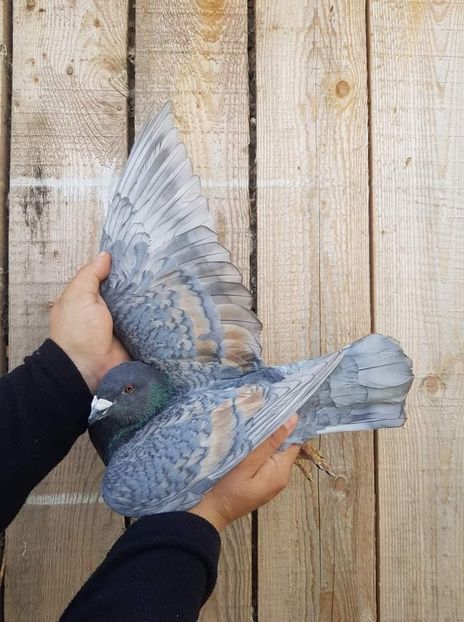  - NU IMI APARTIN ALBUM NR 2