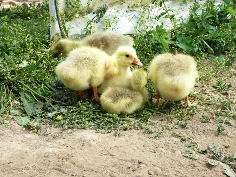 P1070337 - GASTE HOLMOGOR 2021