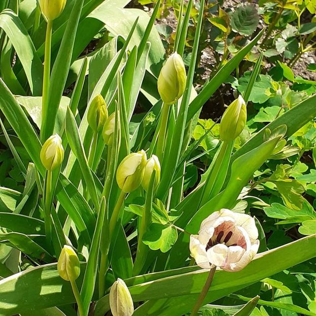  - 002Flori de primăvară 2021