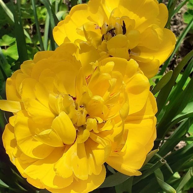  - 002Flori de primăvară 2021