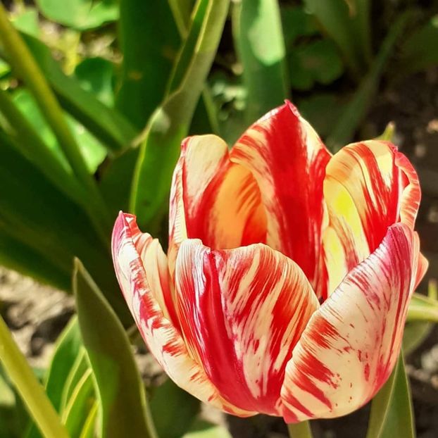  - 002Flori de primăvară 2021