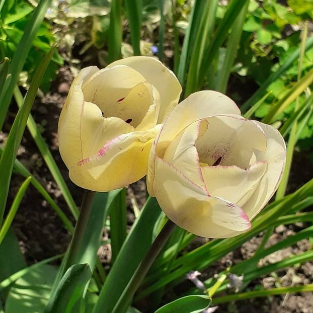  - 002Flori de primăvară 2021