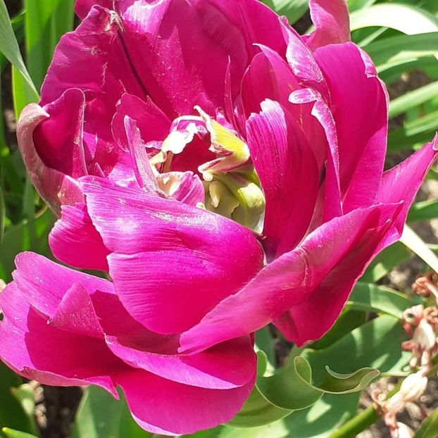  - 002Flori de primăvară 2021