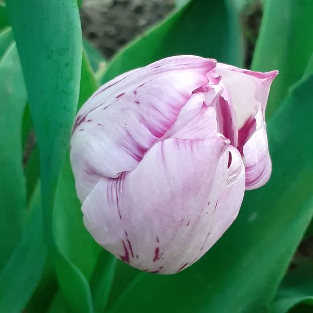  - 002Flori de primăvară 2021