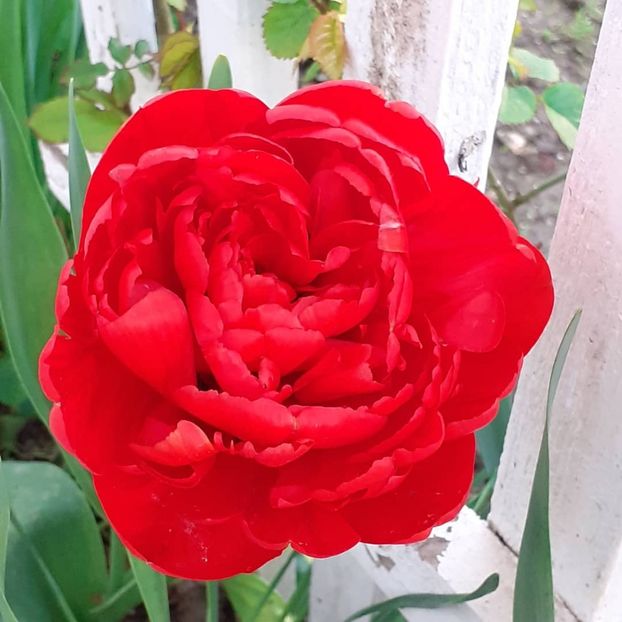  - 002Flori de primăvară 2021