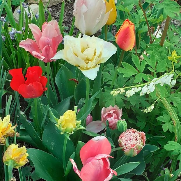  - 002Flori de primăvară 2021