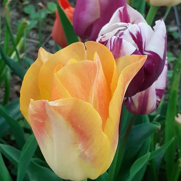  - 002Flori de primăvară 2021