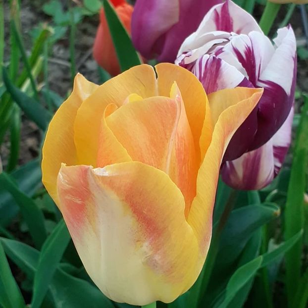  - 002Flori de primăvară 2021