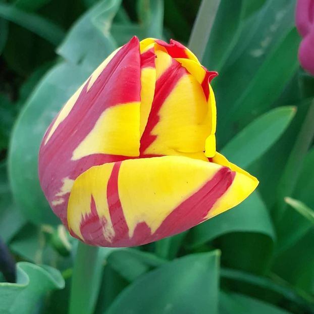  - 002Flori de primăvară 2021