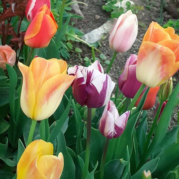  - 002Flori de primăvară 2021