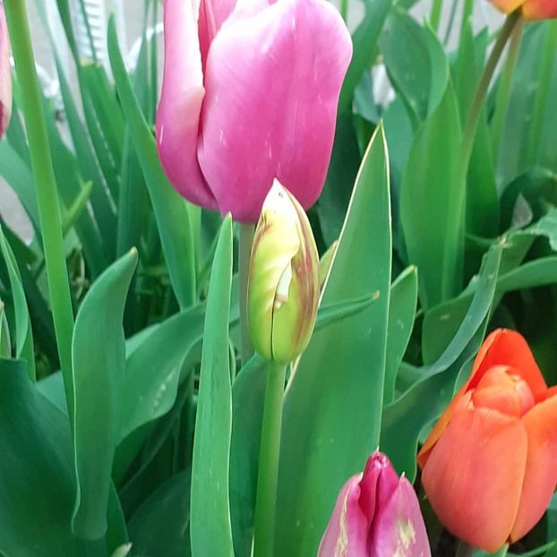  - 002Flori de primăvară 2021