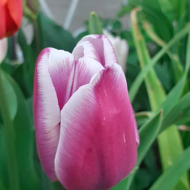  - 002Flori de primăvară 2021