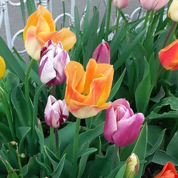  - 002Flori de primăvară 2021