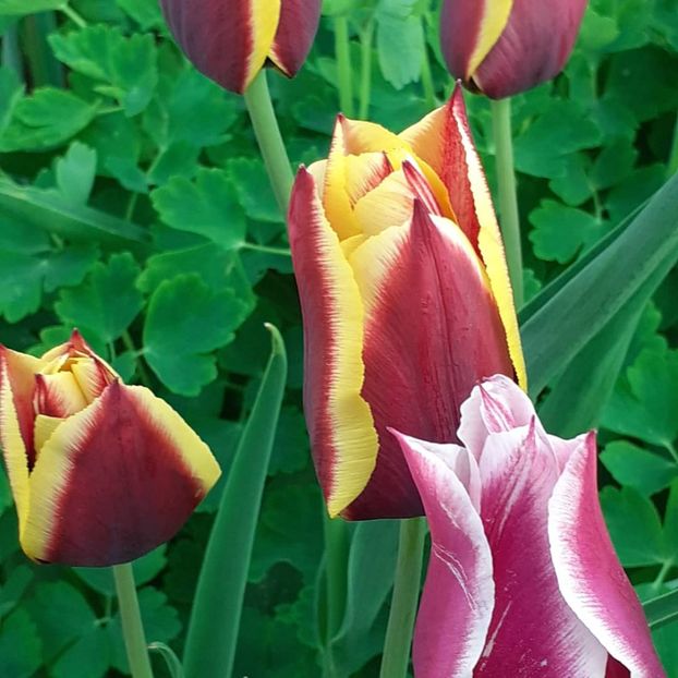  - 002Flori de primăvară 2021