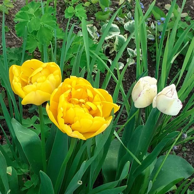  - 002Flori de primăvară 2021