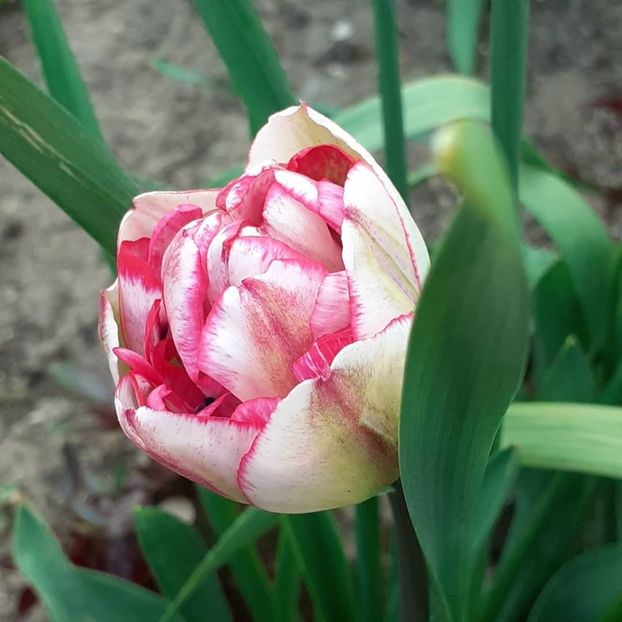  - 002Flori de primăvară 2021