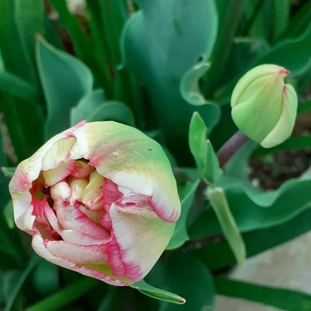  - 002Flori de primăvară 2021