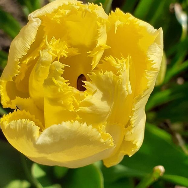  - 002Flori de primăvară 2021