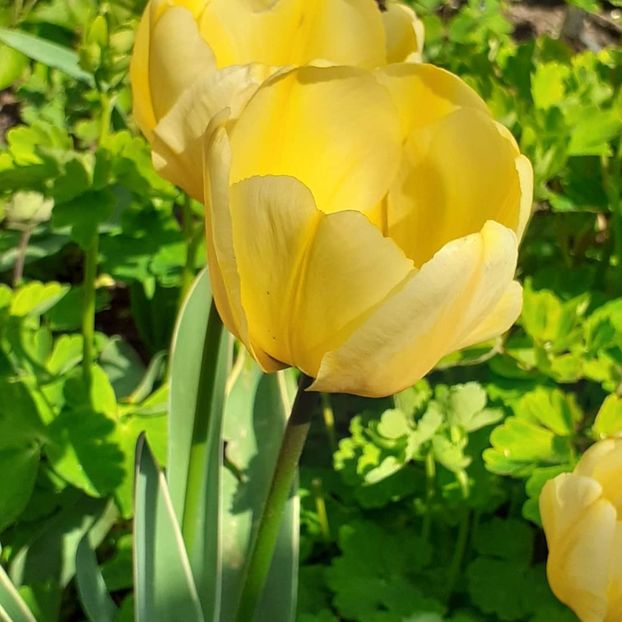  - 002Flori de primăvară 2021