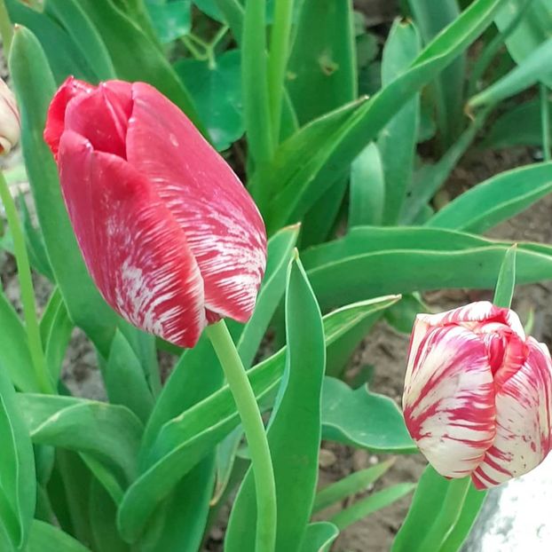  - 002Flori de primăvară 2021