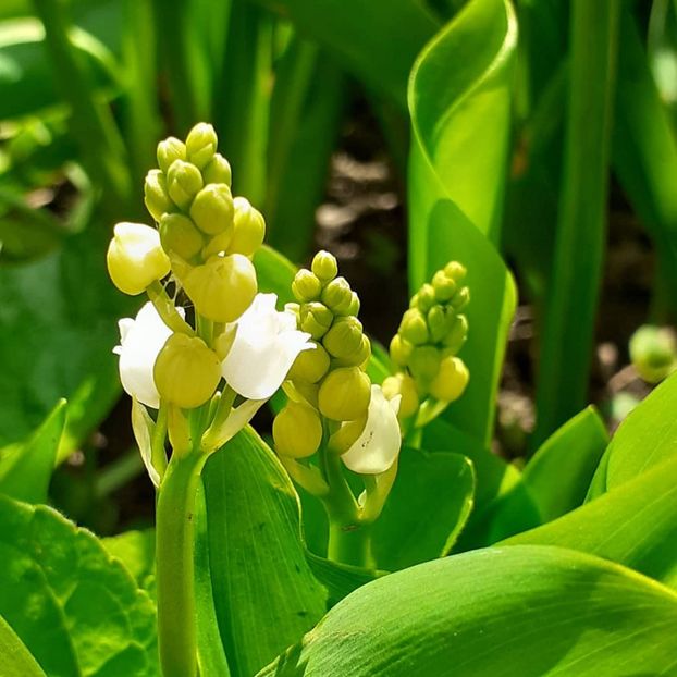  - 002Flori de primăvară 2021