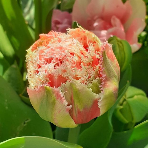  - 002Flori de primăvară 2021