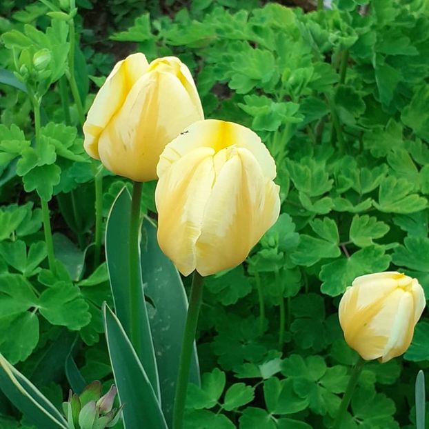  - 002Flori de primăvară 2021