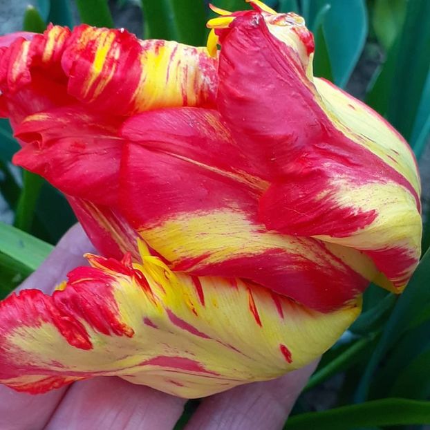  - 002Flori de primăvară 2021